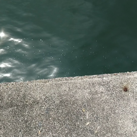 ワタリガニの画像