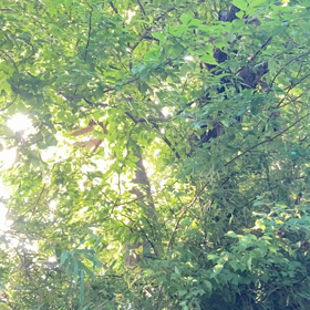 小山市ぶどうの木の画像