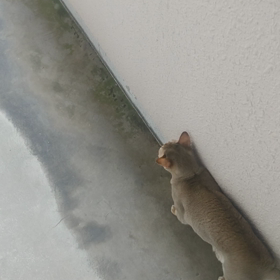 おさんぽ。の画像