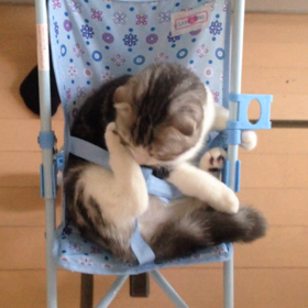 なんでもOKの画像