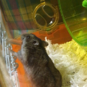 箕面のお葬式屋さん、愛ハムの画像