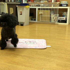 モモ編。の画像