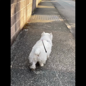 金網を避ける犬の画像