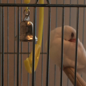 暑い夏は自宅でまったりの画像