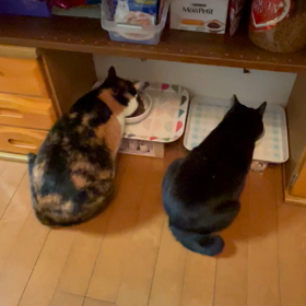 今朝ねこの画像