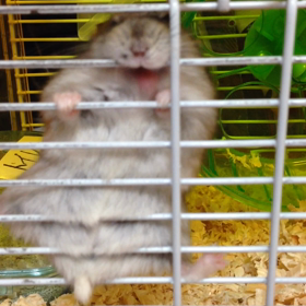 ペロペロの画像