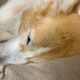 今日のみるくさんの画像