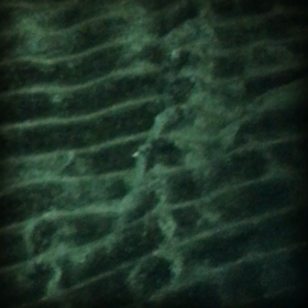 猫ひろしの画像