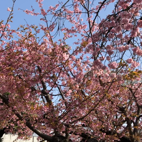 鳥の囀り♡の画像