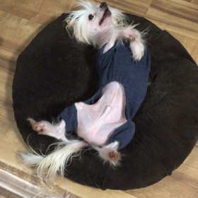 しし丸  いつもの喜びポーズの画像