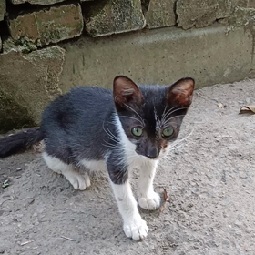 幼貓，跟成貓の画像