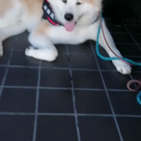 昨日から今夏は無いと喜んでいたフードへの食いつき拒否が微妙に始まり始めた。夏バテ、散歩疲れ、色んの画像