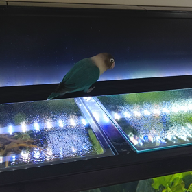 ミントの週末の画像