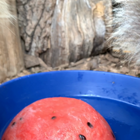 エゾタヌキ飼育日誌（R1.7.15）の画像