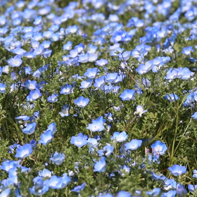 ネモフィラ動画✨の画像