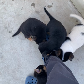 2022.05.04   子犬通信　生後36日の画像