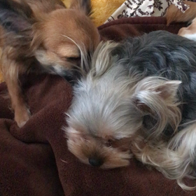 ルイの日課の画像