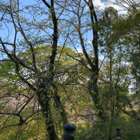 ウグイスの画像