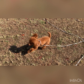 初めてのロングリード♪ 〜ナイサちゃん〜の画像