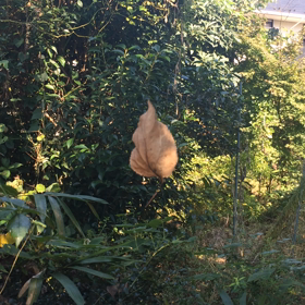 そよそよ、くるくる。の画像
