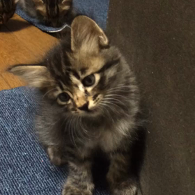 我が家に猫ちゃんが来たわけの画像
