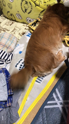 立派なデートですの記事動画