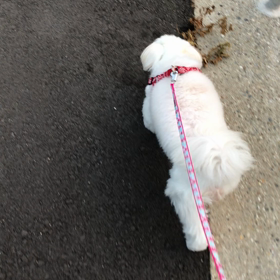 今日も(*^^*)の画像