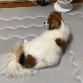 帰ってきたよの画像