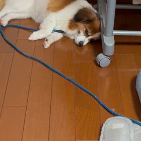 また噛まれたの画像