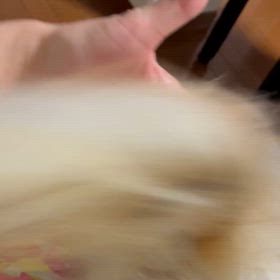 ムカついた獣医の画像