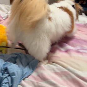 大腸検査の画像