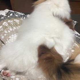 イミフの画像