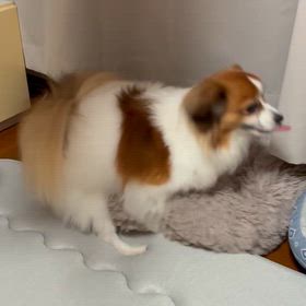 冬用マットの画像