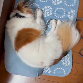 いや、違うよの画像