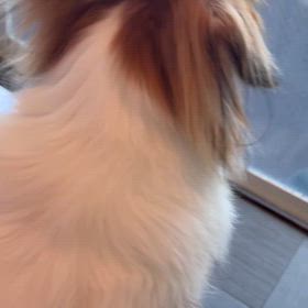 悔やまれるの画像