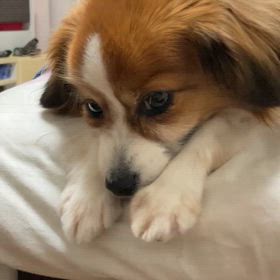 カオスの画像