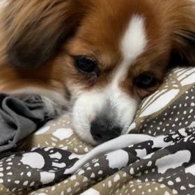 シュトーレンの画像