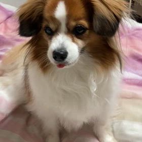 狂犬病の予防接種の画像