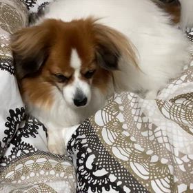 急げ！！の画像