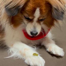 昨日の続きの画像