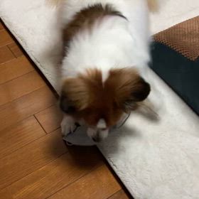 いよいよの画像