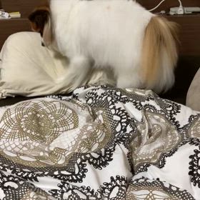 新しい獣医の画像