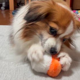 赤ちゃんみたいの画像