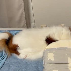 錦鯉に想いを馳せるの画像