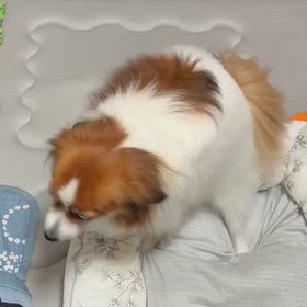 始まりましたの画像
