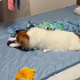 ひつこく遊ぶの画像