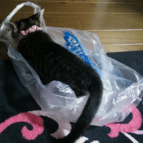 袋好きだよねーの画像
