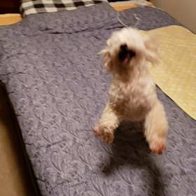 サーラ大喜びの画像