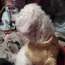 4年前の今日　”神様フーラを助けて”の画像