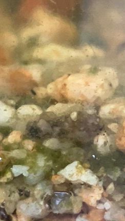 謎の生物が3匹の記事動画